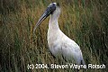 Florida404 wood stork.jpg