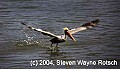 Florida427 brown pelican takes flight.jpg