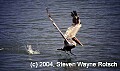 Florida428 brown pelican.jpg