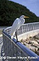 Florida470 great white egret, port sebastian state park.jpg