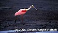 Florida508 roseate spoonbill walking along mudflats.jpg
