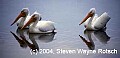 Florida509 white pelican.jpg