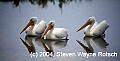 Florida512 White Pelican.jpg