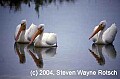 Florida518 white pelicans.jpg