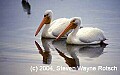 Florida521 white pelicans.jpg