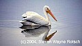 Florida523 white pelican.jpg