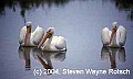 Florida524 white pelicans.jpg
