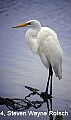 Florida525 great white egret.jpg