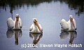 Florida528 white pelicans.jpg