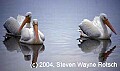Florida530 white pelicans.jpg