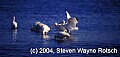 Florida539 white ibis.jpg