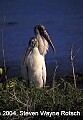 Florida550 wood storks.jpg