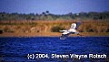 Florida565 great blue heron flying.jpg