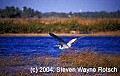 Florida566 great blue heron.jpg