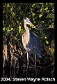 Florida577 great blue heron.jpg