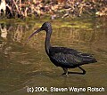 Florida584 glossy ibis.jpg