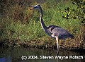 Florida596 great blue heron.jpg