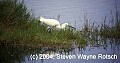 Florida628 snowy egret fishing.jpg