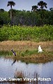 Florida639 tricolored heron and white egret.jpg