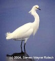 Florida651 snowy egret.jpg