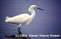 Florida657 snowy egret.jpg