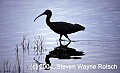 Florida660 blue heron silhouette.jpg