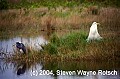 Florida663 tricolored heron and whire egret.jpg