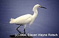 Florida667  snowy egret.jpg