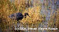 Florida670 blue heron.jpg