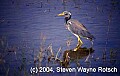 Florida675 tricolored heron.jpg