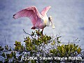 Florida679 roseate spoonbill stretches its wings.jpg