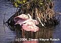 Florida690 roseate spoonbills.jpg