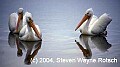 Florida709 white pelicans.jpg