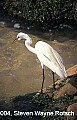 Florida714 great white egret.jpg