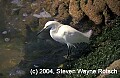 Florida716 snowy egret.jpg