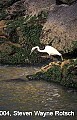 Florida742 great white egret fishing.jpg