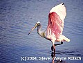 Florida747 roseate spoonbill taking flight.jpg