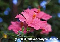 Florida776 pink hibiscus.jpg