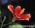 Florida777 red hibiscus.jpg