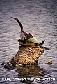 Florida784 anhinga and turtle.jpg