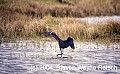 Florida789 reddish egret.jpg
