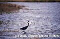 Florida806 reddish egret.jpg