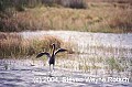 Florida808 reddish egret.jpg