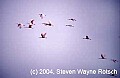 Florida825 spoonbills flying.jpg