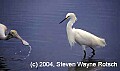 Florida866 roseate spoonbill and snowy egret.jpg
