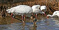 _MG_0210 wood stork feeding-ibis in background.jpg
