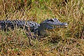 _MG_0289 alligator.jpg