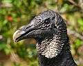 _MG_0436 black vulture.jpg