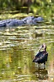 _MG_0492 glossy ibis and alligator.jpg