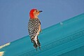 _MG_0550 red-bellied woodpecker.jpg
